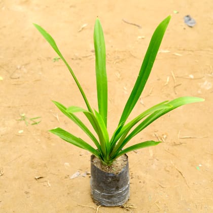 Spider Lily | 4 inch Polybag