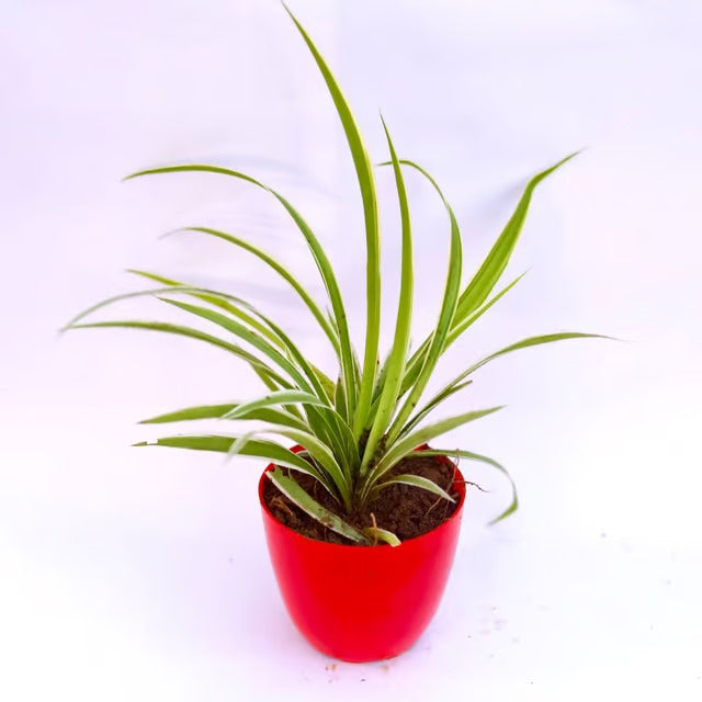 Spider Plant | 4 Inch Red Premium Orchid Round Plastic Pot