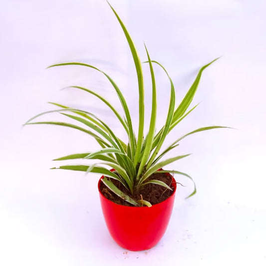 Spider Plant | 4 Inch Red Premium Orchid Round Plastic Pot