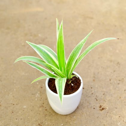 Spider Plant | 4 inch white classy Ceramic pot