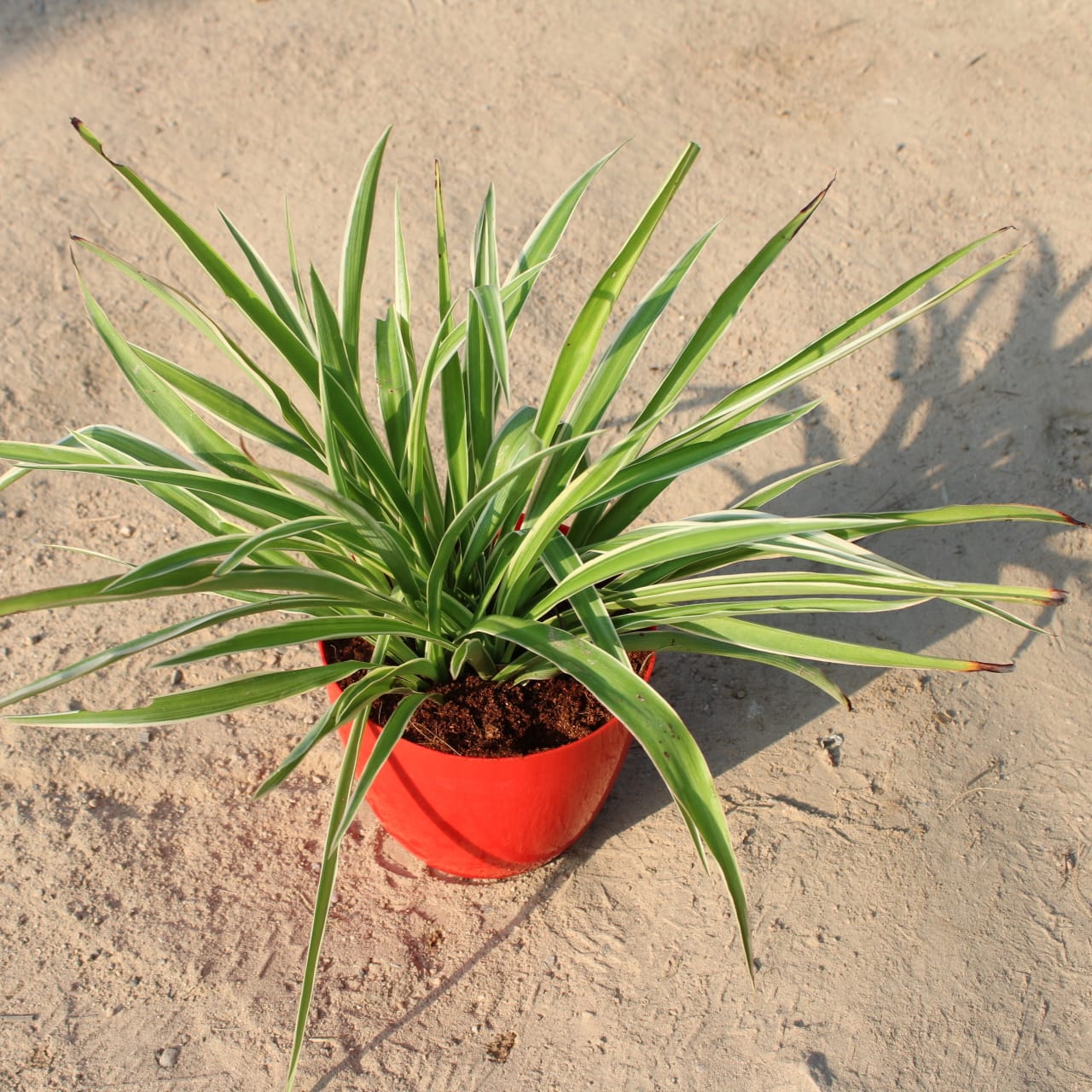 Spider Plant | 6 inch Red Orchid Round pot