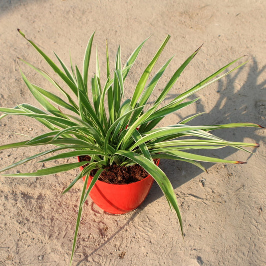 Spider Plant | 6 inch Red Orchid Round pot