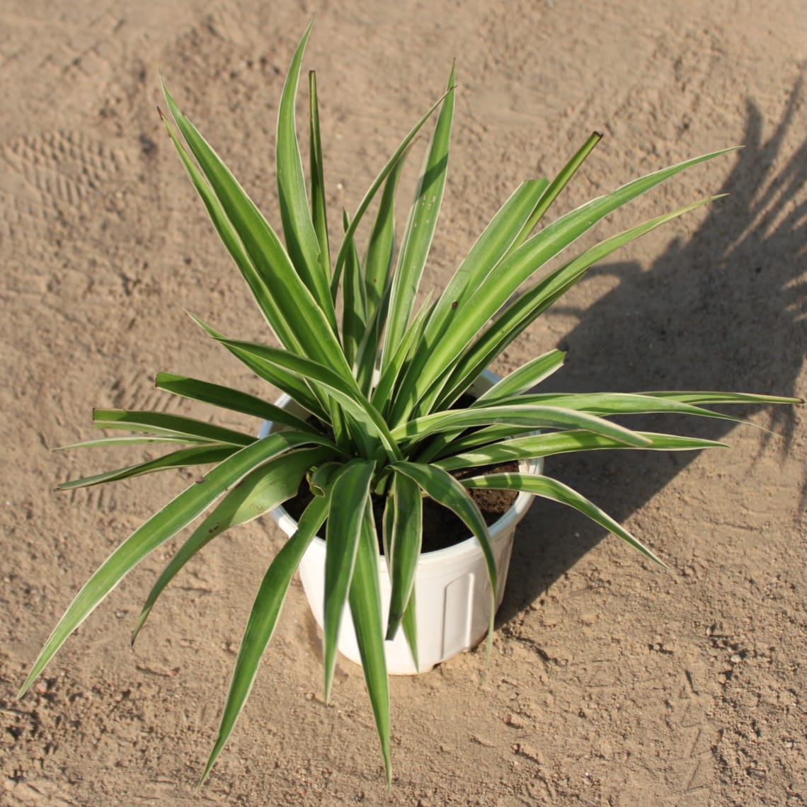 Spider Plant / Chlorophytum  in 6 inch White Nursery Pot