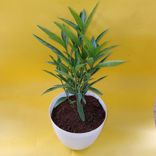 Buy Sukh Shanti | 6 Inch Plant white orchid round pot โ Outdoor plant online at Limkrt India
