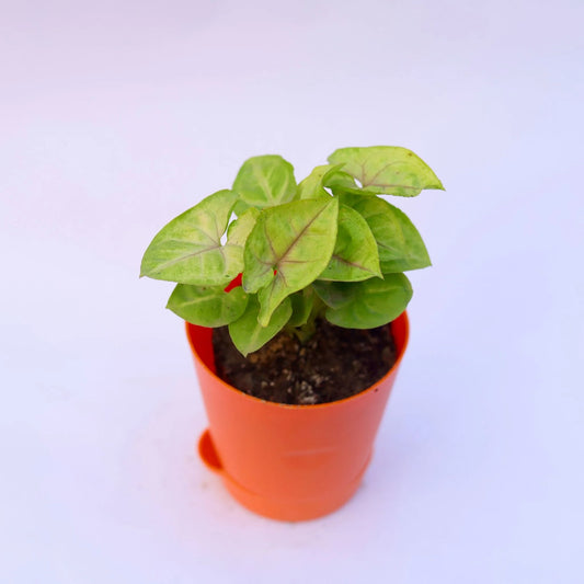 Buy Syngonium Golden - Neon | 4 Inch Plant Red Florence Self Watering Pot โ Outdoor plant online at Limkrt India