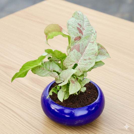 Syngonium Milky | 5 inch Blue Premium Ceramaic bowl (any colour)
