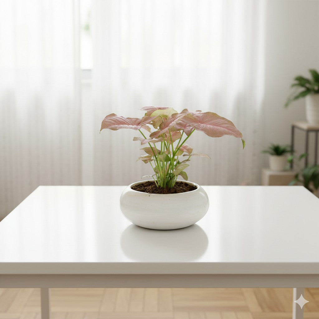 Syngonium Pink| 5 inch white Premium Ceramaic bowl (any colour)