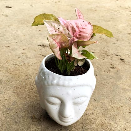 Syngonium Pink | 4 inch buddha Ceramic Planter