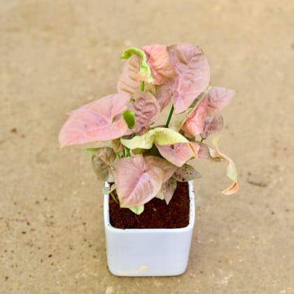 Syngonium Pink in 4 inch white Square Ceramic pot
