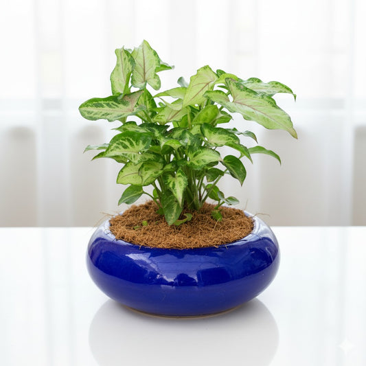 Syngonium Yammi | 5 inch Blue Premium Ceramaic bowl (any colour)
