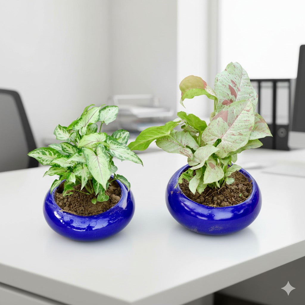 Set of 2 Syngonium Yammi and Milky | 5 inch Blue Premium Ceramaic bowl (any colour)