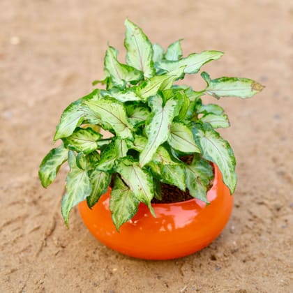 Syngonium Yammi | 4-5 Ceramic Premium Bowl (Any Colour)