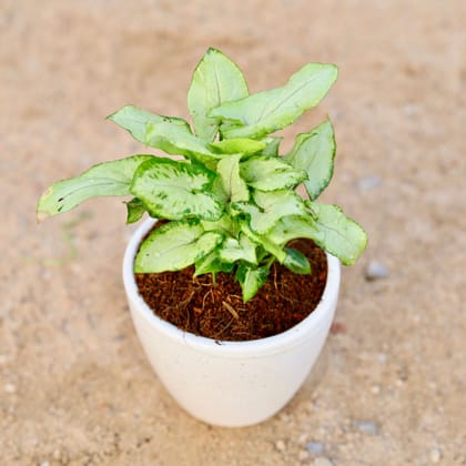 Syngonium Yammi | 4 inch white classy Ceramic  pot