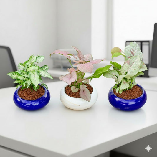 Set of 3 Syngonium Yammi, Pink and Milky in 5 inch Blue and White Premium Ceramaic bowl (any colour)