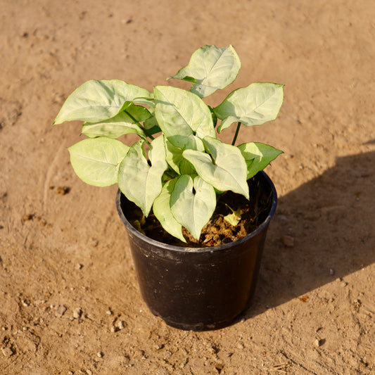 Buy Syngonium white dwarf | 4 Inch Plant nursery pot โ Outdoor plant online at Limkrt India