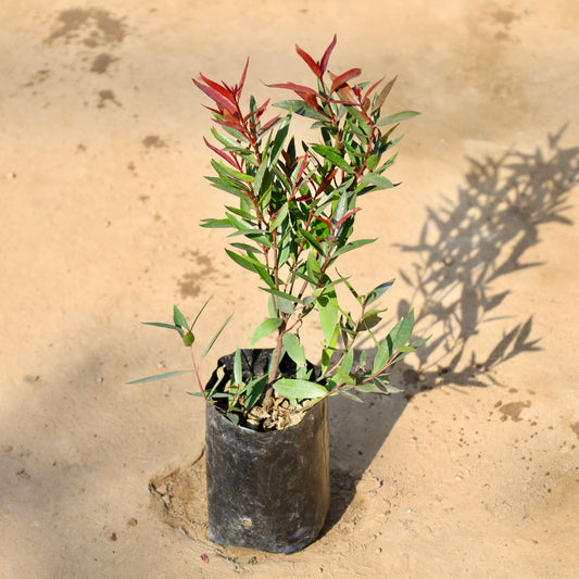 Buy Syzygium Black | 4 Inch Plant nusery bag โ Outdoor plant online at Limkrt India