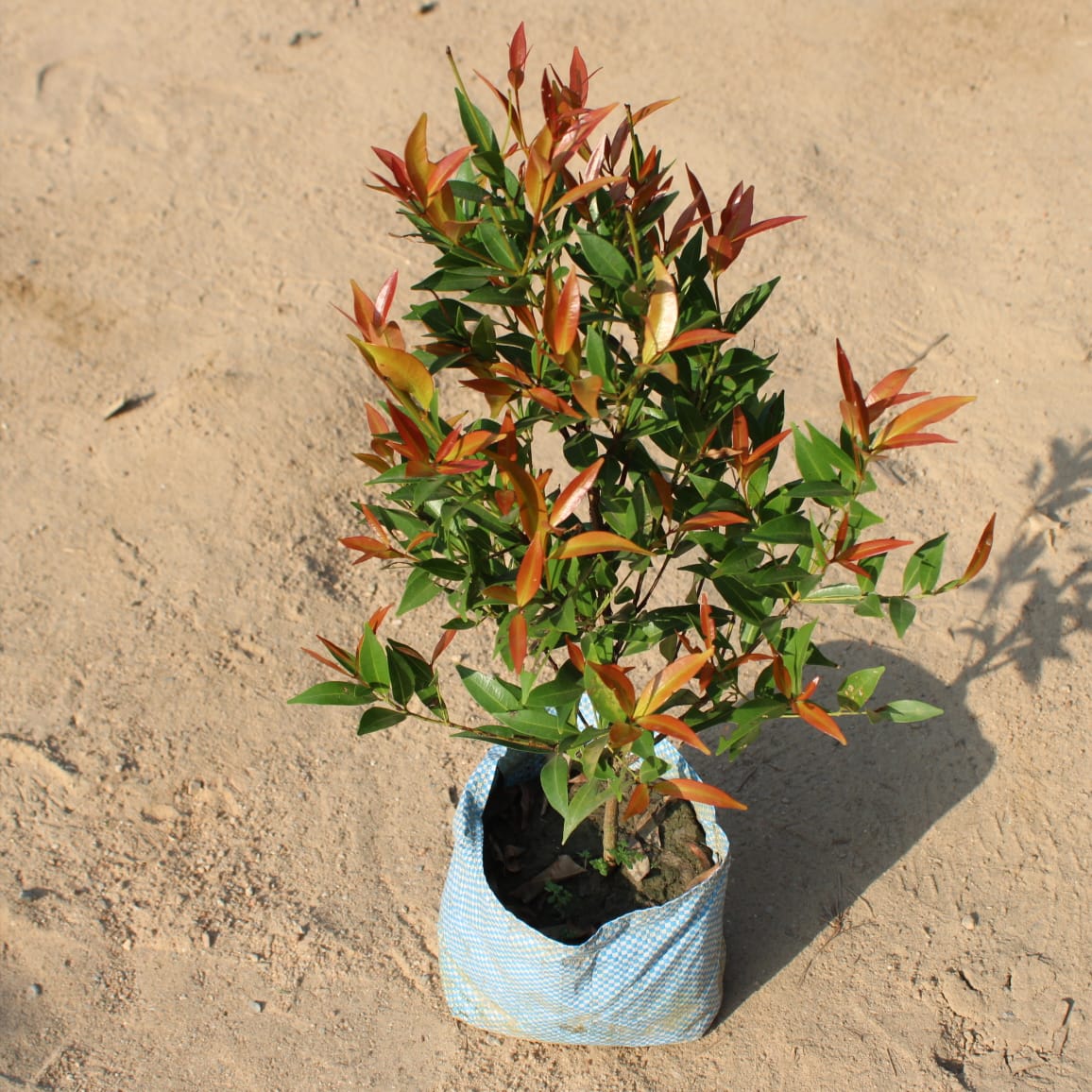 Syzygium Red | 8 inch nursery bag
