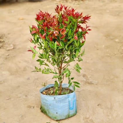 Syzygium red (2-3 ft) | 10 inch nursery bag