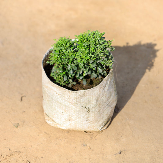 Table Kamini | 4 inch Nursery bag