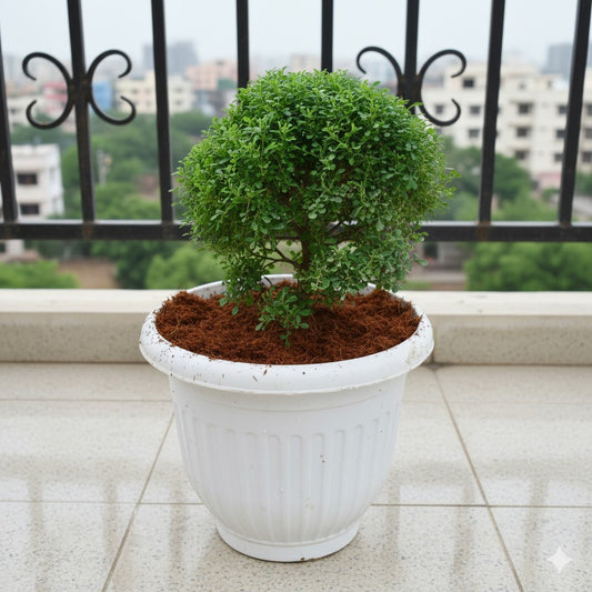 Table Kamini  Big Bushy | 10 inch White Olive Plastic Pot