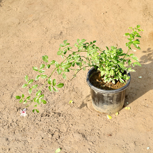 Buy Tecoma Vine Variagated | 8 Inch Plant nursery pot โ Outdoor plant online at Limkrt India