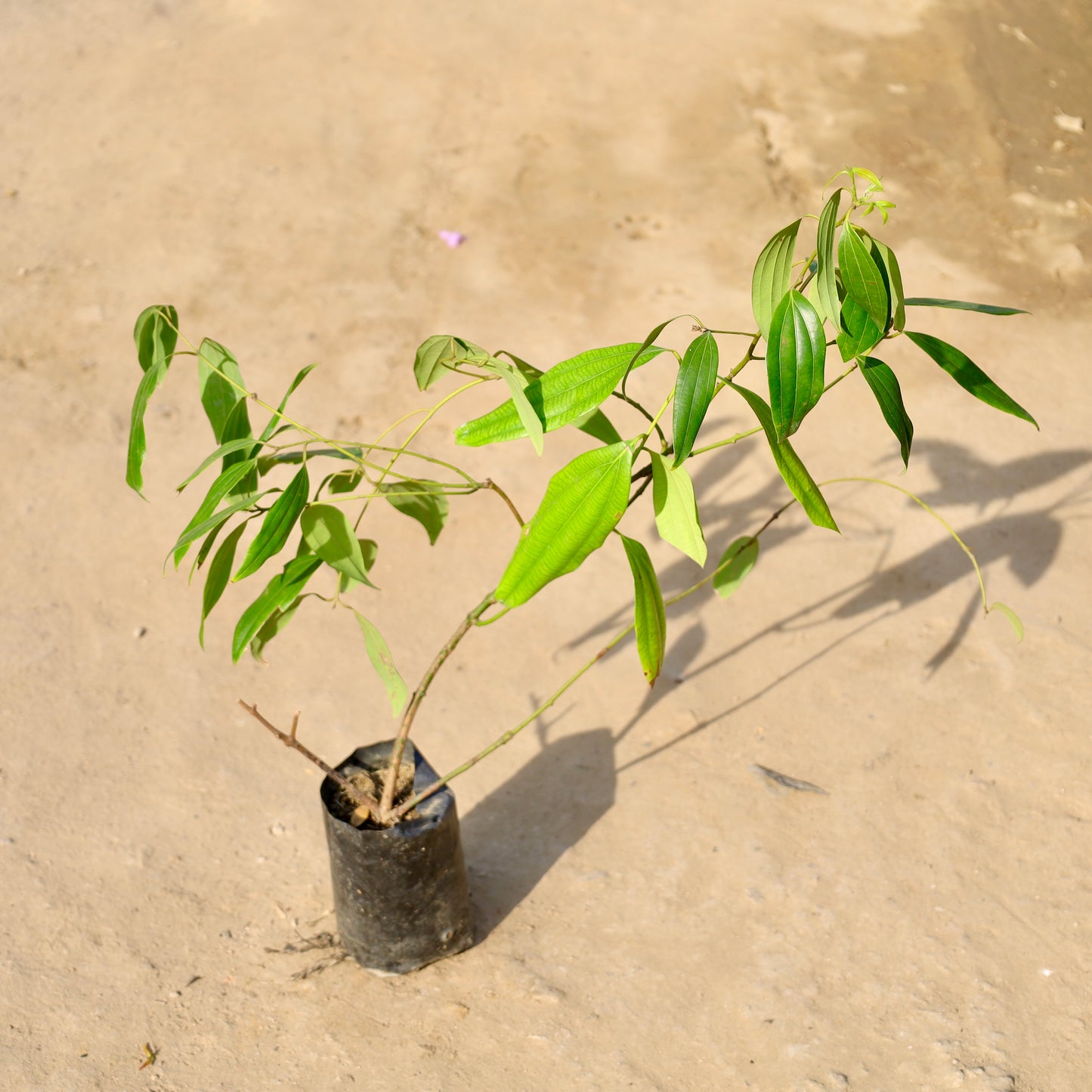 Tejpatta-Bay Leaf | 4 inch nursery bag