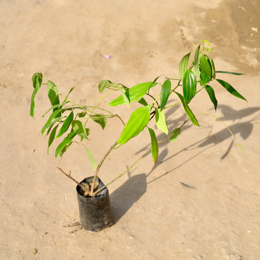 Buy Tejpatta-Bay Leaf | 4 Inch Plant nursery bag โ Outdoor plant online at Limkrt India