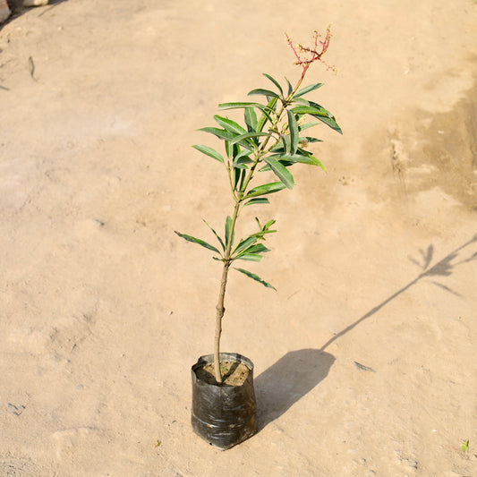 Buy Thai Mango Grafted | 5 Inch Plant nursery bag โ Outdoor plant online at Limkrt India