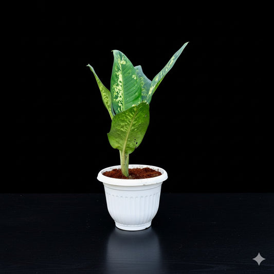 Aglaonema Tiger | 10 inch white olive plastic pot