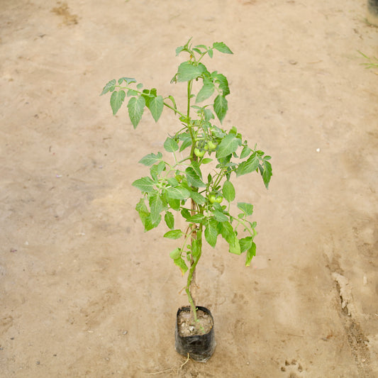 Buy Tomato Plant | 4 Inch Plant Nursery Bag โ Outdoor plant online at Limkrt India