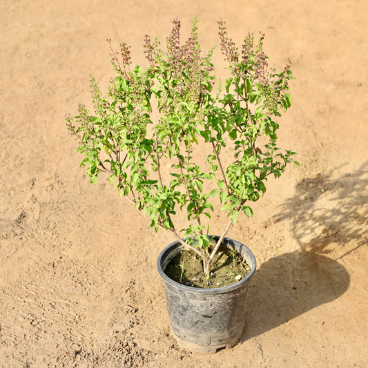 Tulsi Plant | 6 inch Nursery Pot