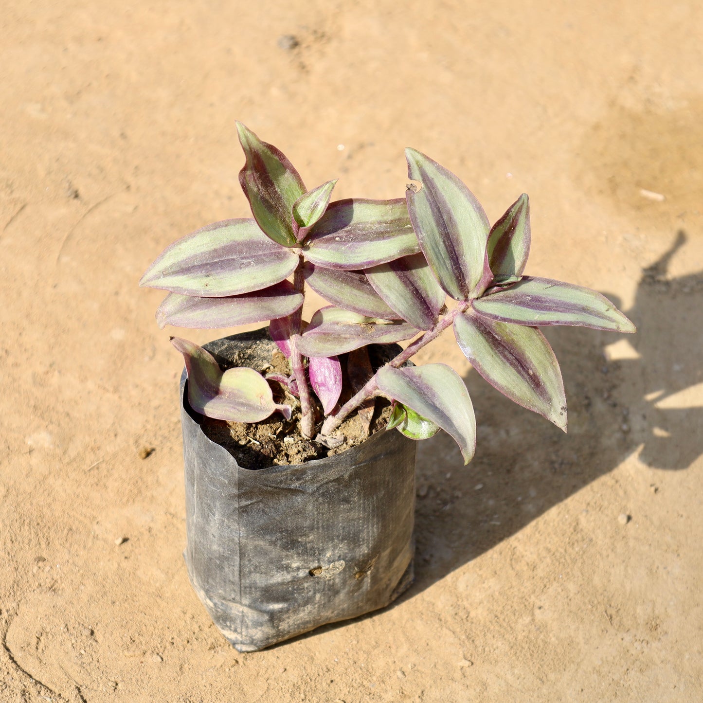 Wandering Jew | 4 inch nursery bag