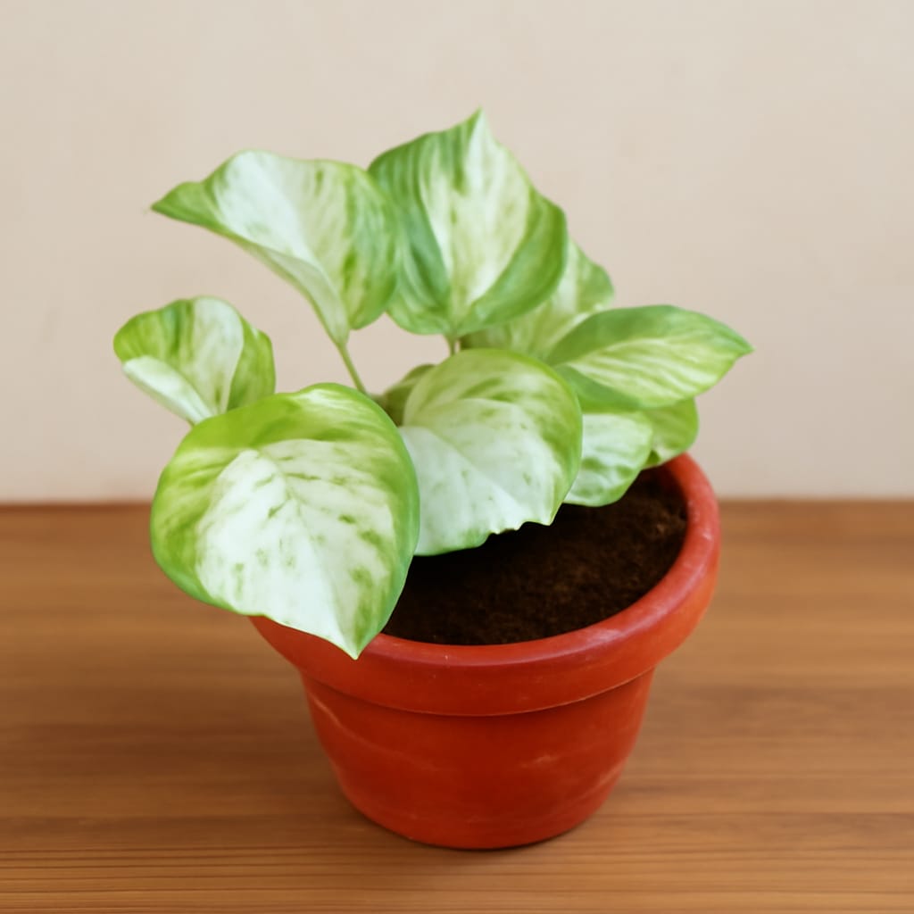Marble Money Plant In 6 Inch Red Classy Plastic Pot