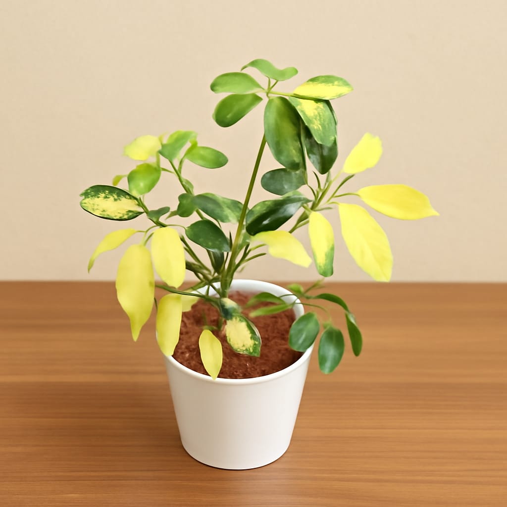 schefflera brasia in 6 Inch White Nursery Pot