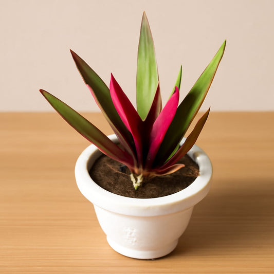 Rhoeo / Durangi in 6 Inch White Classy Plastic Pot