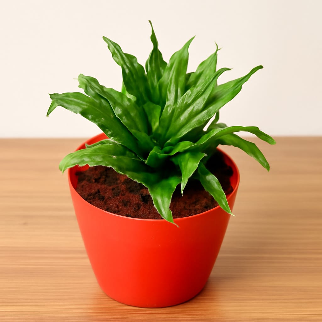Dracaena Compacta in 6 in Red Orchid Round Pot