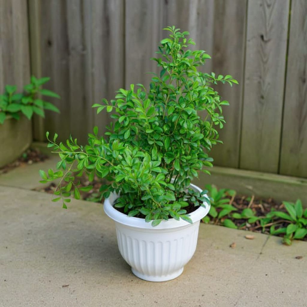Madhu Kamini Dwarf Murraya In 10 Inch White Olive Plastic Pot