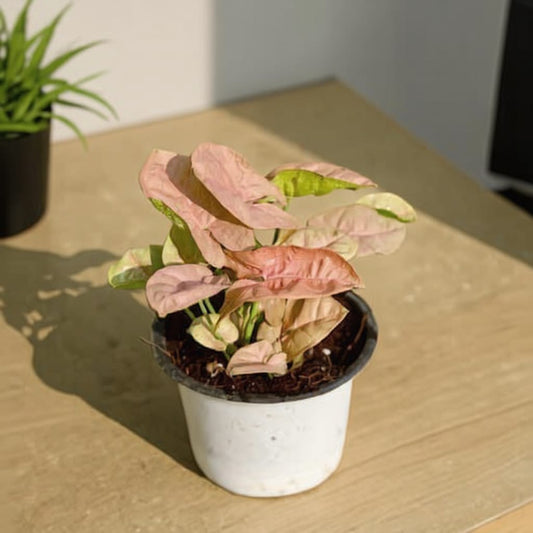 Syngonium Pink In 4 Inch Nursery Pot