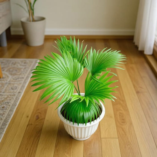 China Palm / Fan Palm in 8 Inch White Olive Plastic Pot