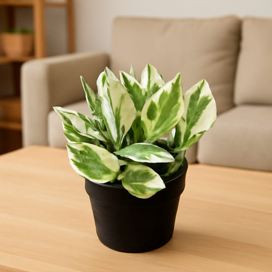 Money Plant N'Joy in 4 Inch Nursery Pot