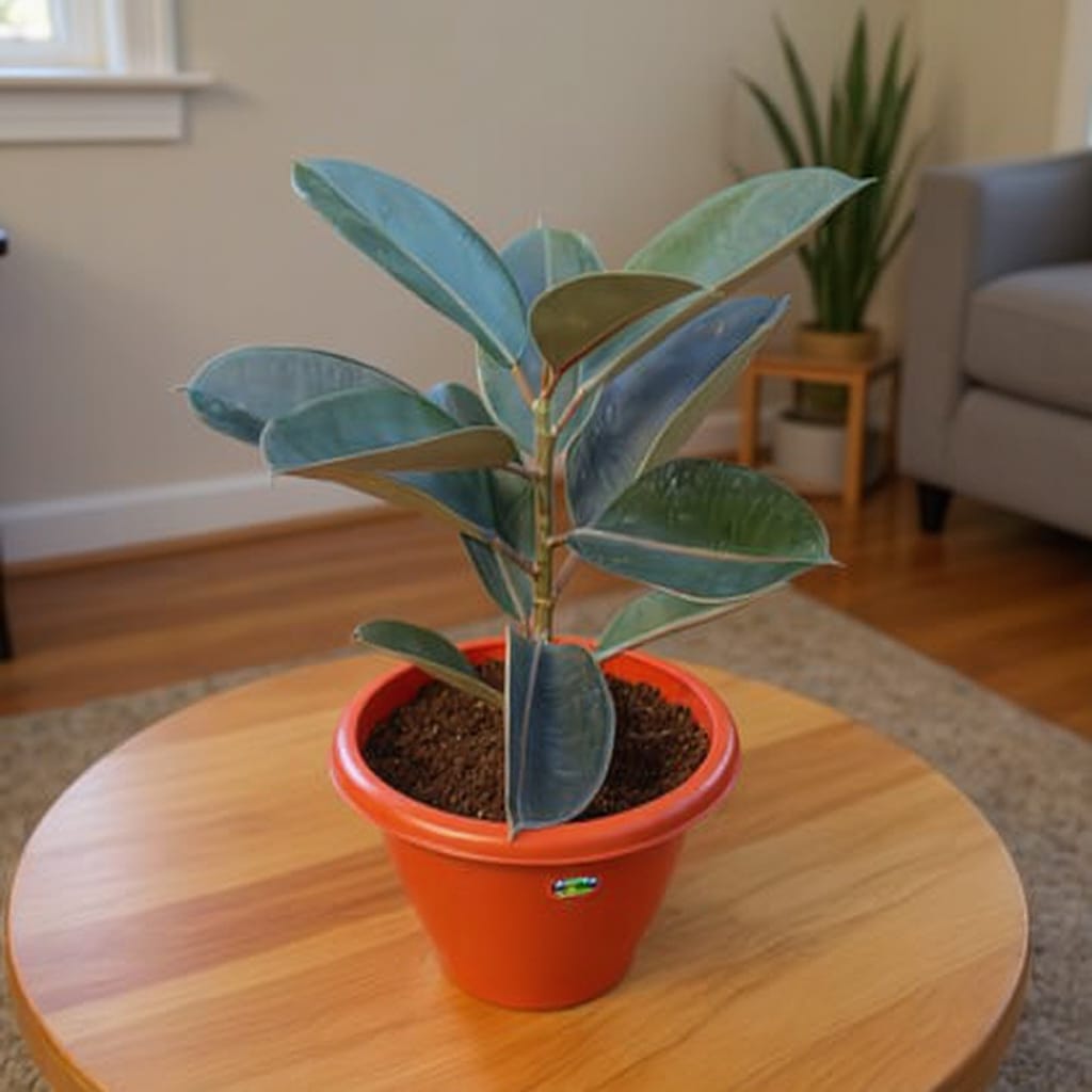 Rubber Plant Black in 10 Inch Red Classy Plastic Pot