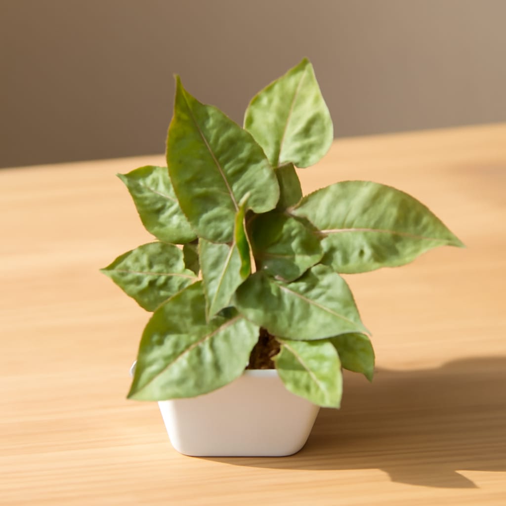 Syngonium Bronz In 4 Inch White Square Ceramic Pot