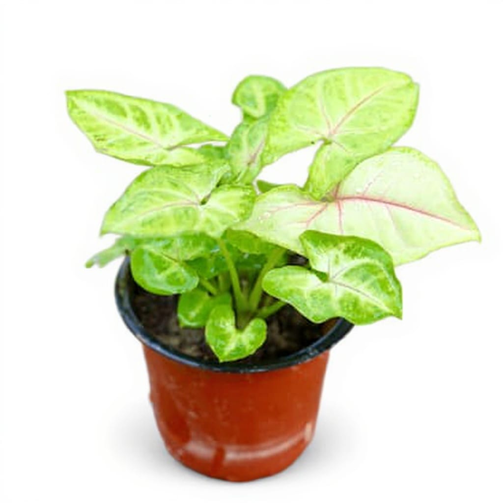 Syngonium Golden / Neon In 4 Inch Nursery Pot