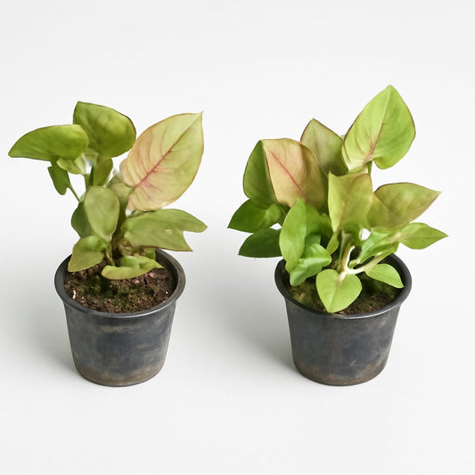 Set of 2 Syngonium Bronz In 4 Inch Nursery Pot