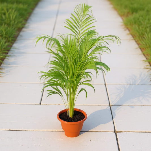 Areca Palm In 10 Inch Red Classy Plastic Pot
