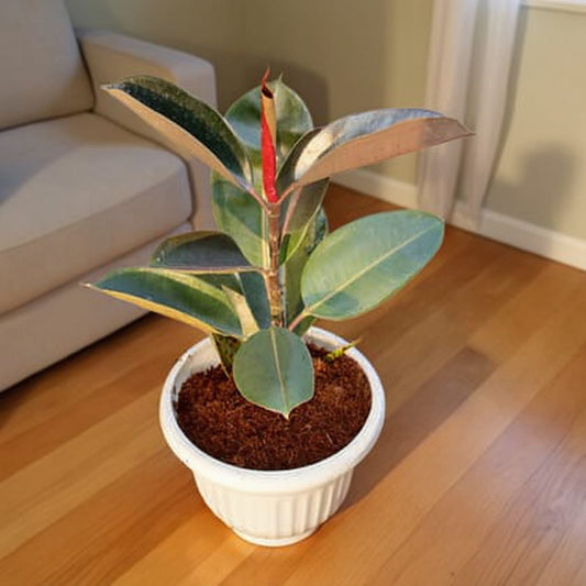 Rubber Plant Black In 10 Inch White Classy Plastic Pot