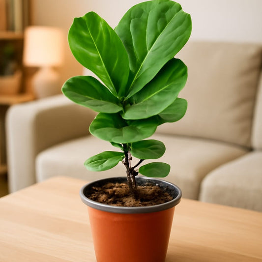 Fiddle Leaf / Ficus Lyrata In 4 Inch Nursery Pot