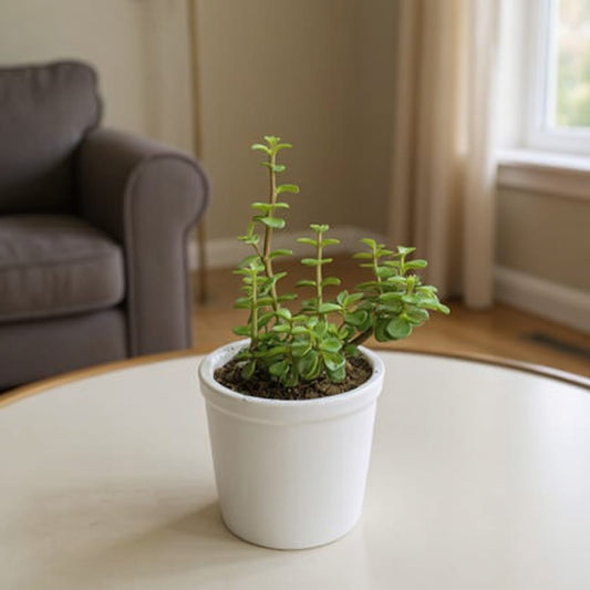 Lucky Jade Plant in 4 Inch White Ceramic Pot