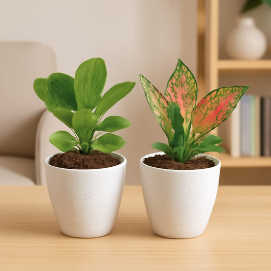 Set of 2 Fiddle Leaf and Aglonema Pink In 4 Inch White Classy Cup Ceramic Pot