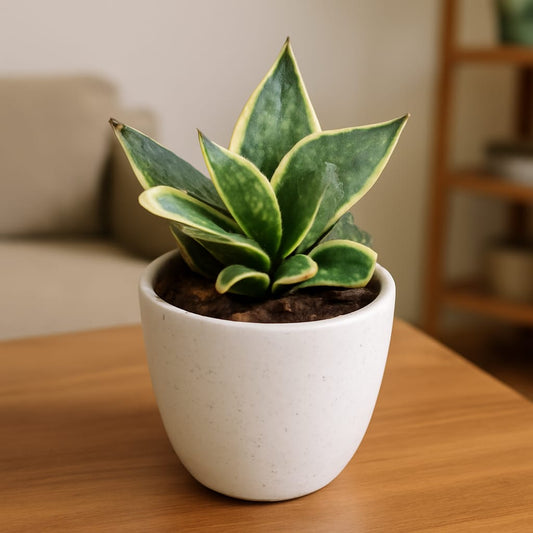 Yellow Dwarf Snake In 4 Inch Classy Cup Ceramic Pot